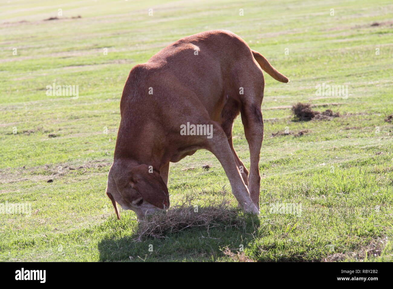 Vizsla cane (canis familiaris) Sniffing in posizione di parcheggio Foto Stock