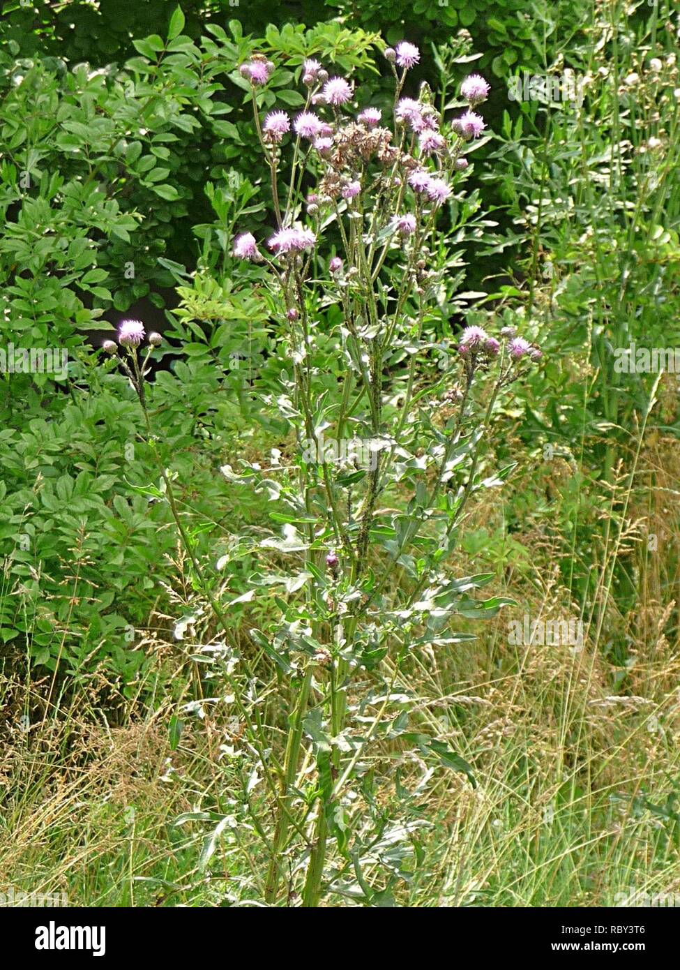 Acker-Kratzdistel Kohlbruck. Foto Stock