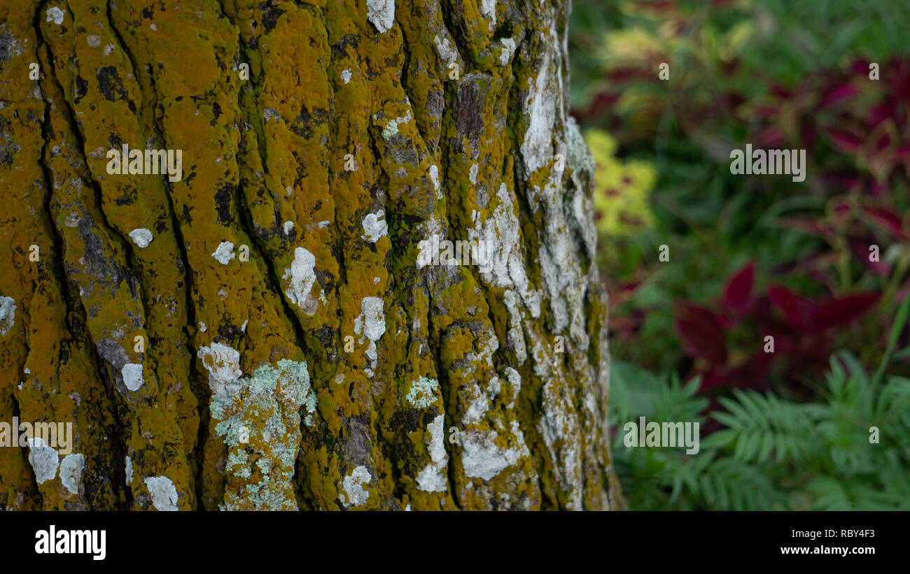 Albero in giardino Foto Stock