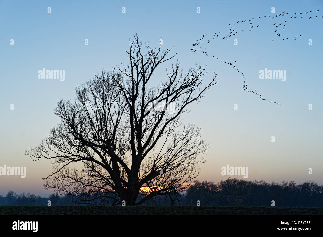 Grande albero senza foglie al tramonto, gru (gruidae) volare in formazione v a cielo senza nuvole - Location: Germania Foto Stock