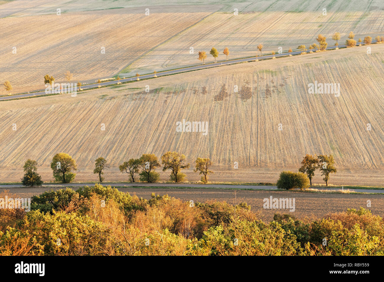 Due strade con filari di alberi in autunno colori, tra un vuoto molto secco campo con tracce di macchine agricole, alberi gettato ombre lunghe - L Foto Stock