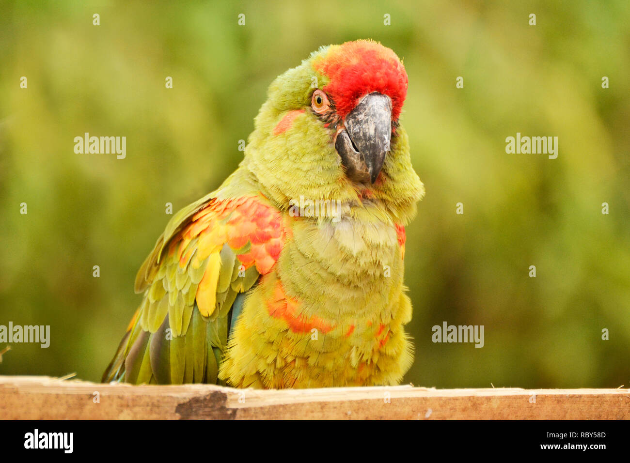 Red incoronato (verde cheeked) Amazon Parrot a sud dei laghi Zoo Safari, Cumbria, Regno Unito Foto Stock
