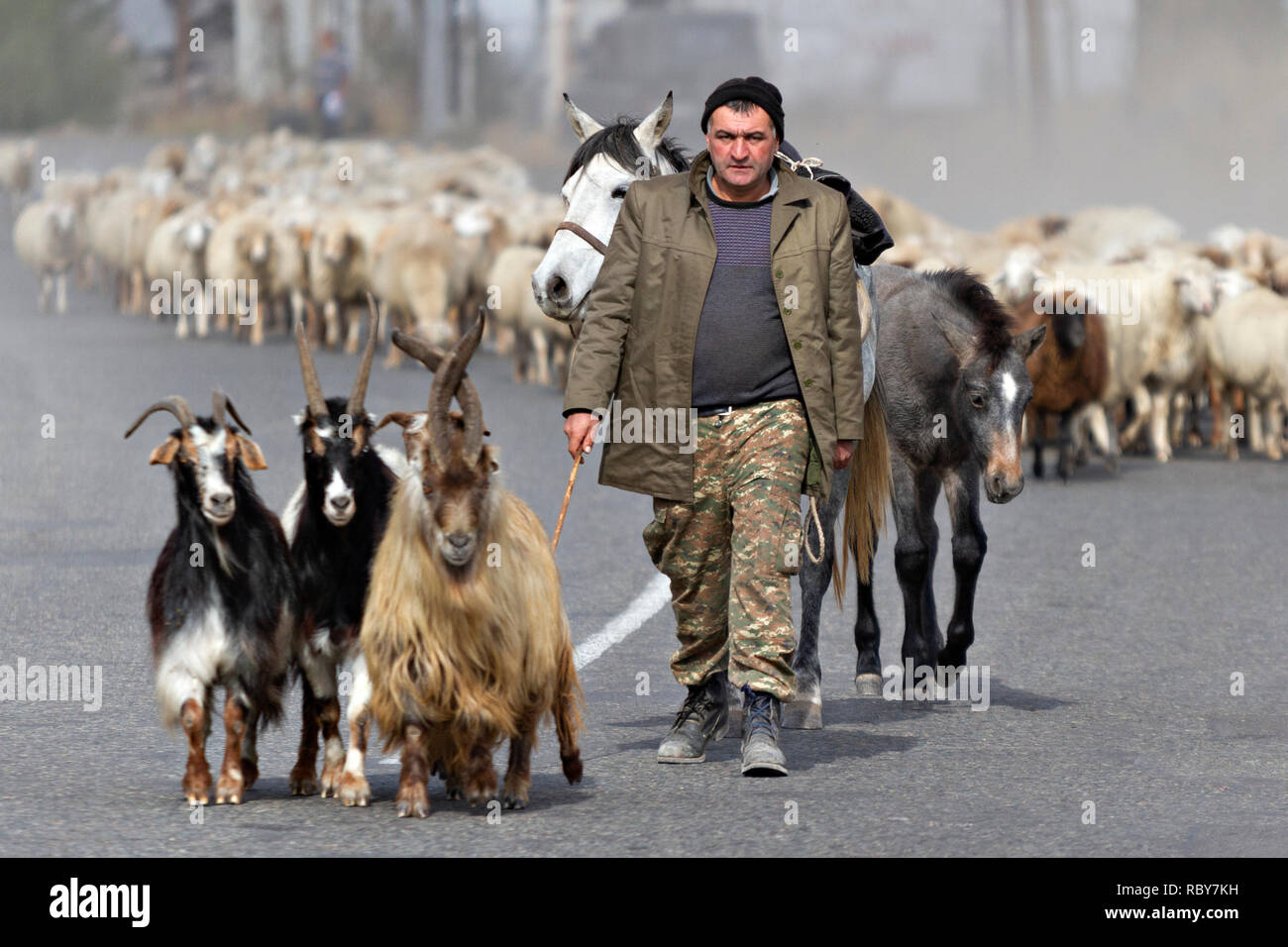 Armenian pastore con il suo gregge di pecore e capre, Goris, Armenia. Foto Stock