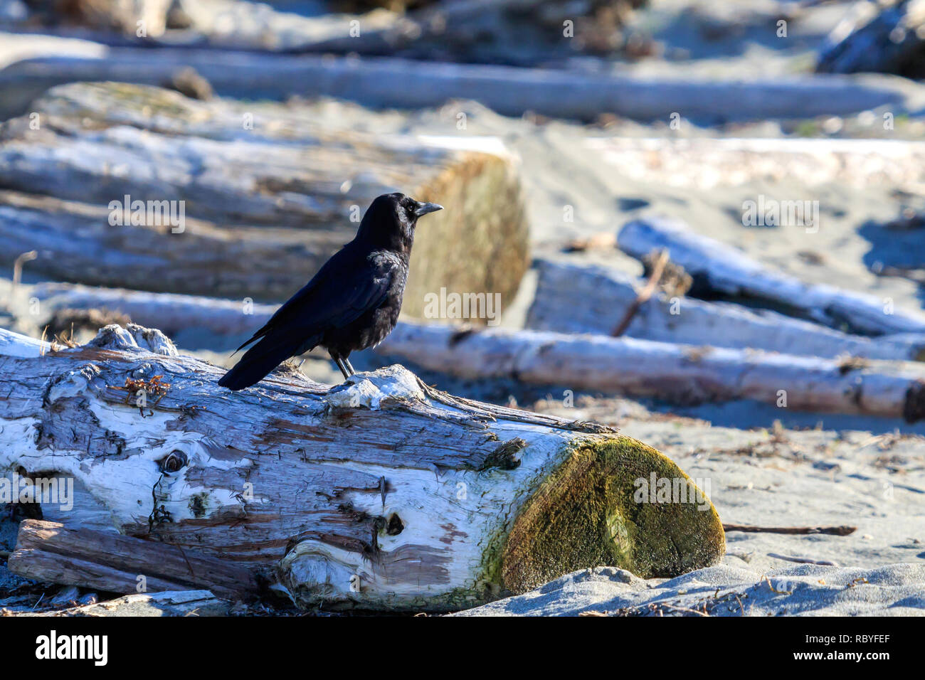 Soleggiato Northwestern Crow appollaiato su legno deriva su una spiaggia canadese Foto Stock