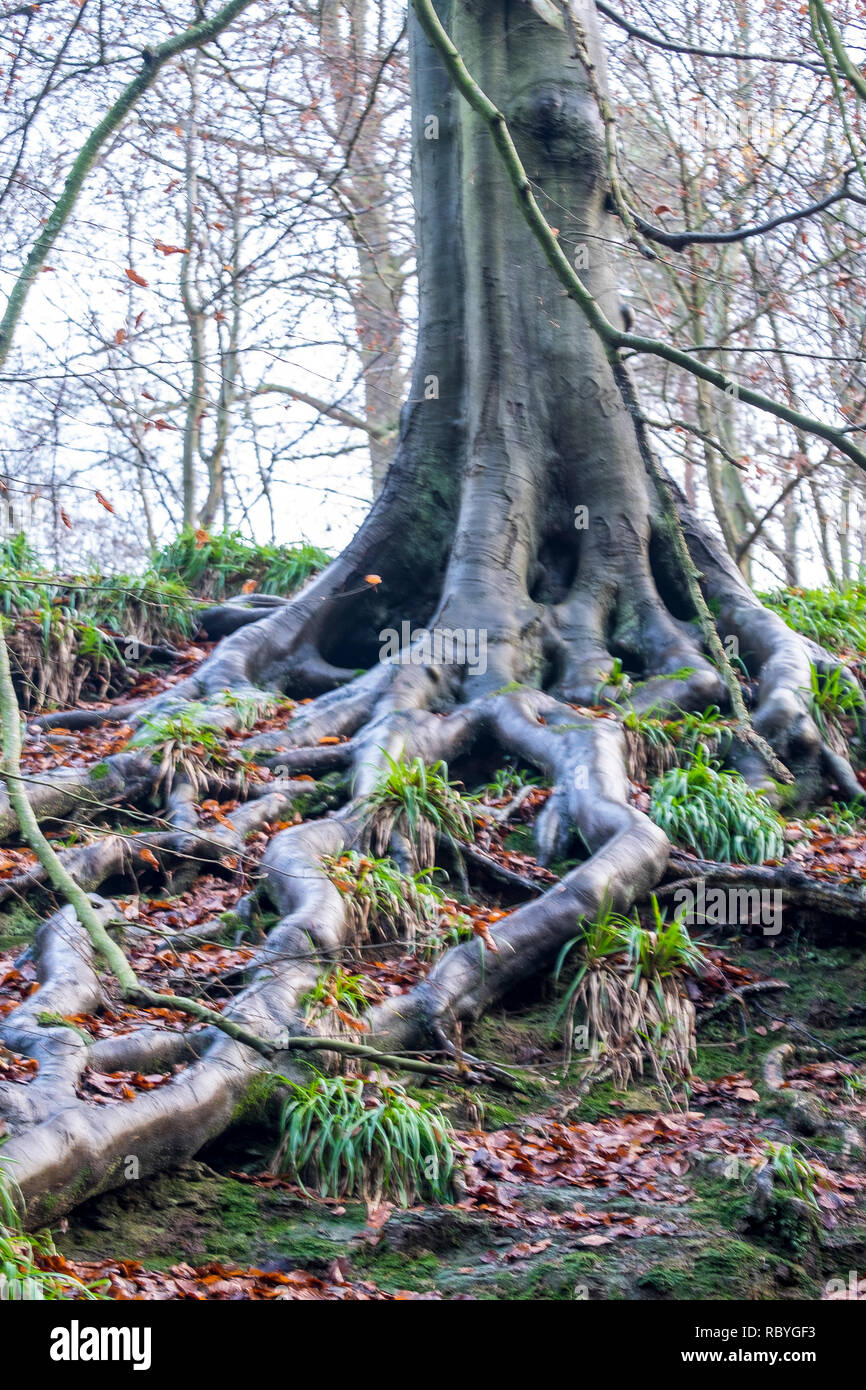 Esposte le radici di un faggio nel North Yorkshire Foto Stock