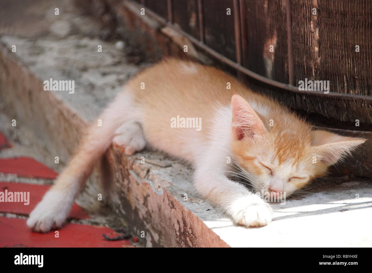 Carino gattino a pelo Foto Stock