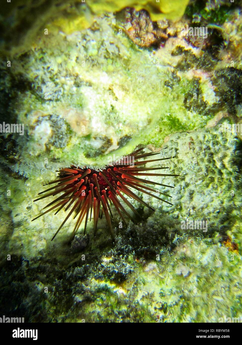 Un arancio dei ricci di mare nel caldo i fondali dei Caraibi Foto Stock