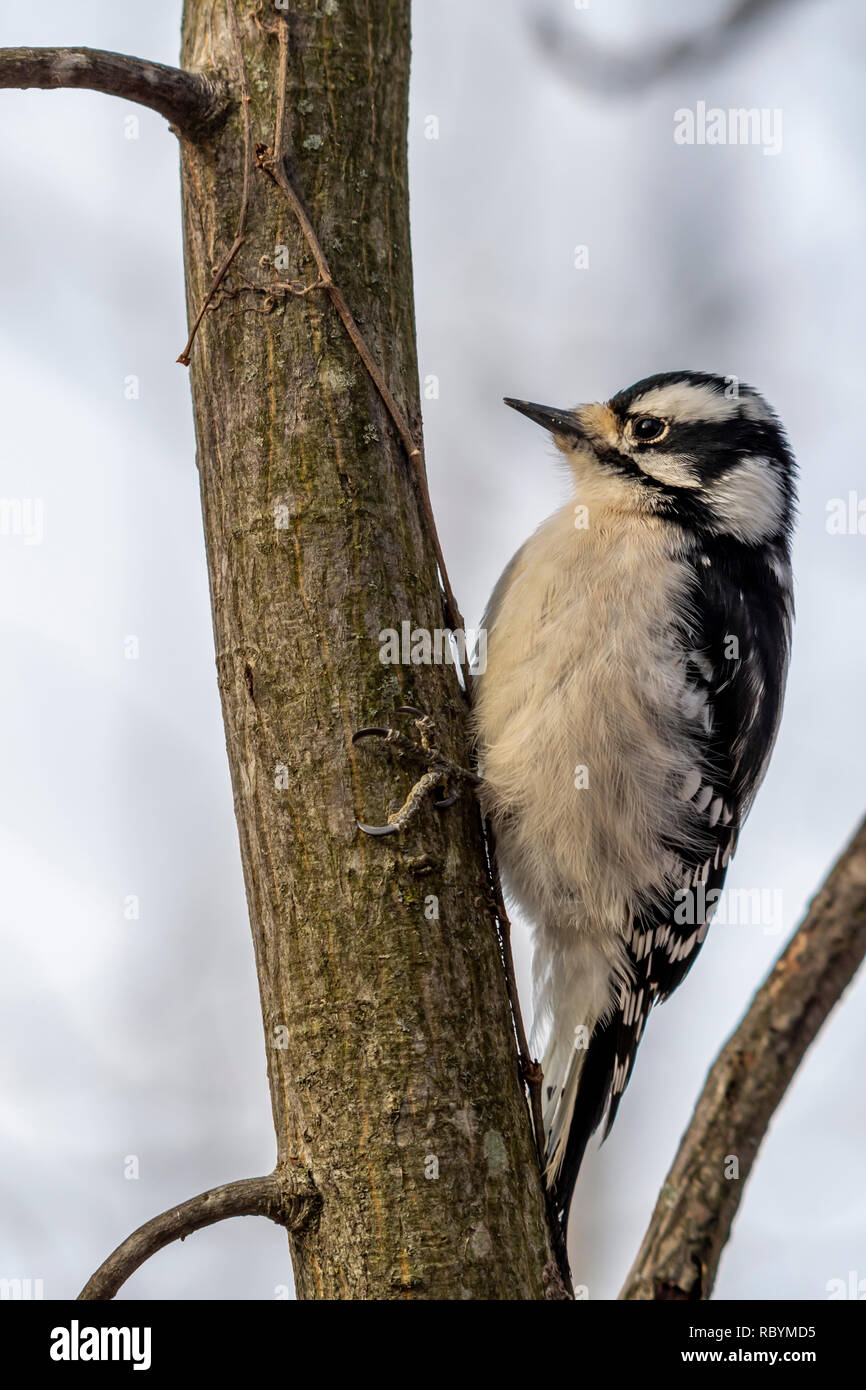 Femmina Picchio roverella (Dryobates pubescens) appollaiato su un tronco di albero in inverno. Foto Stock