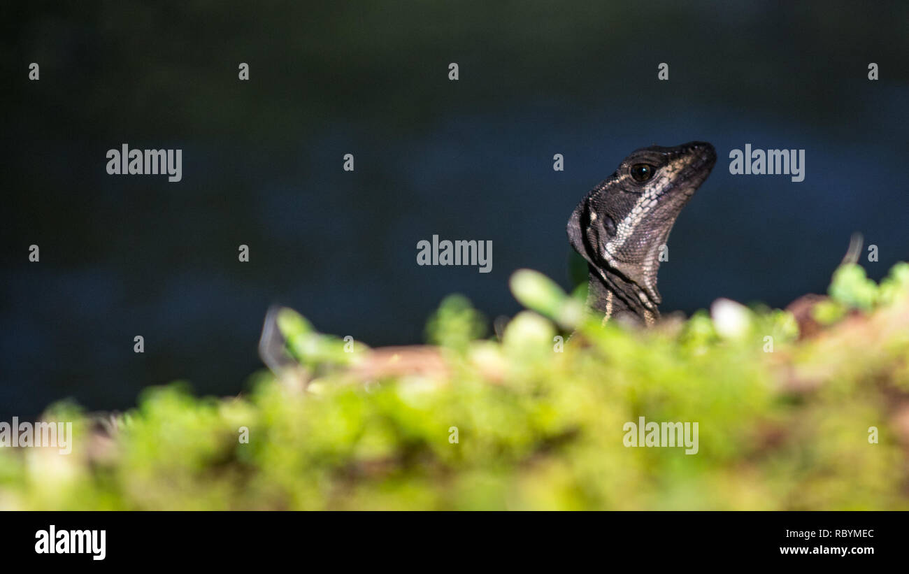Un ritratto del basilisco comune aka il Gesù Cristo Lizard in Jaco, Costa Rica Foto Stock