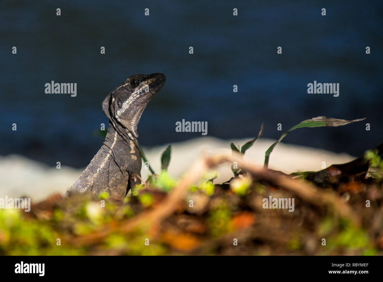 Un ritratto del basilisco comune aka il Gesù Cristo Lizard in Jaco, Costa Rica Foto Stock