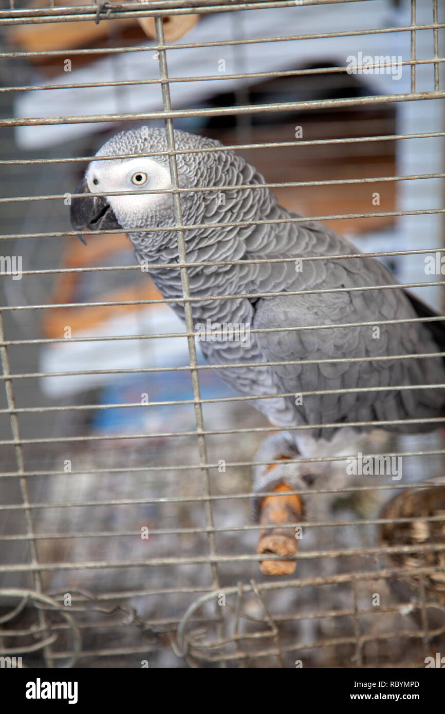 Pappagallo grigio in gabbia in Gerusalemme la città vecchia corsie - Israele Foto Stock