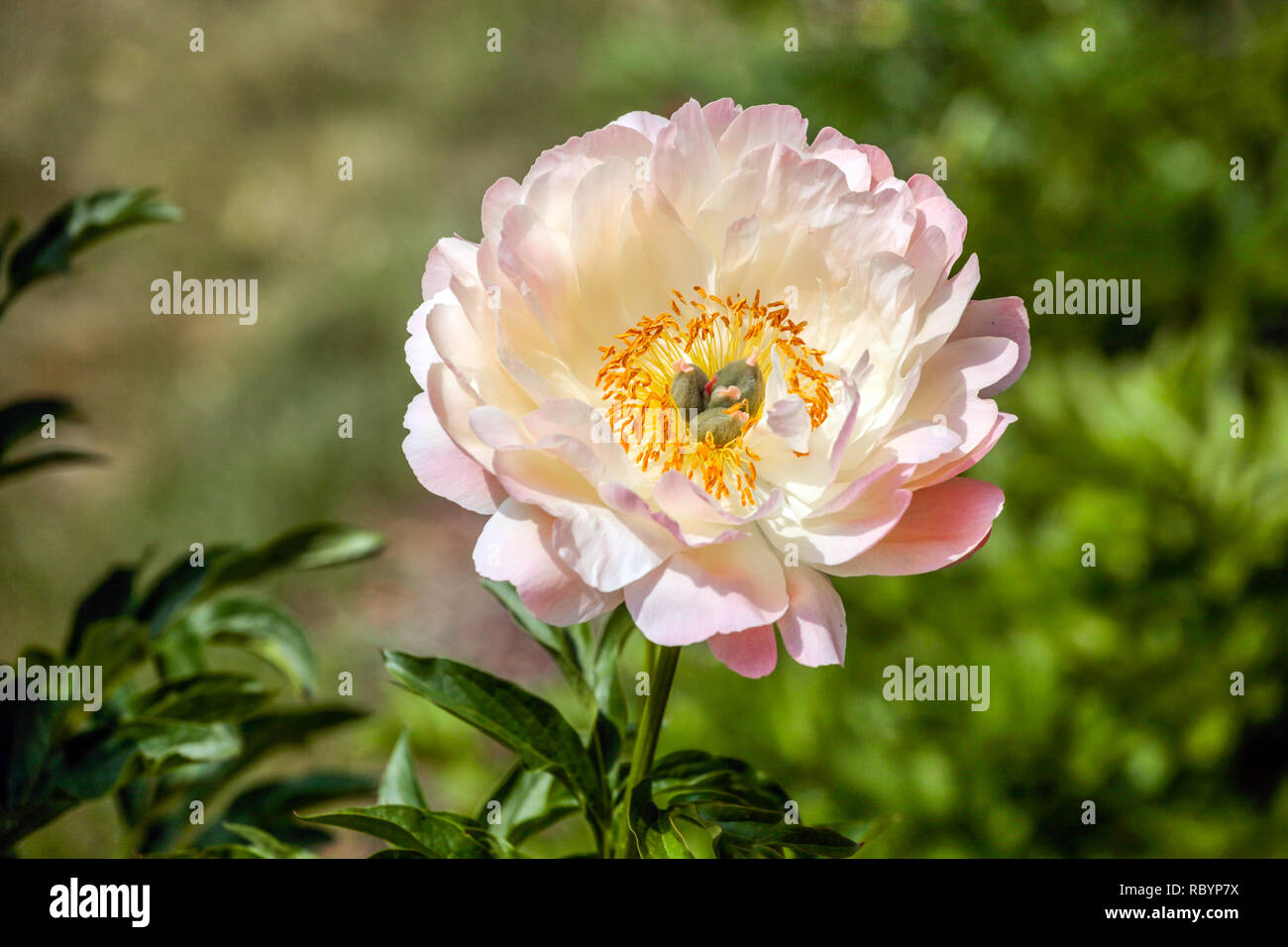 Fiore di peonia Paeonia lactiflora Coral Sunset Foto Stock