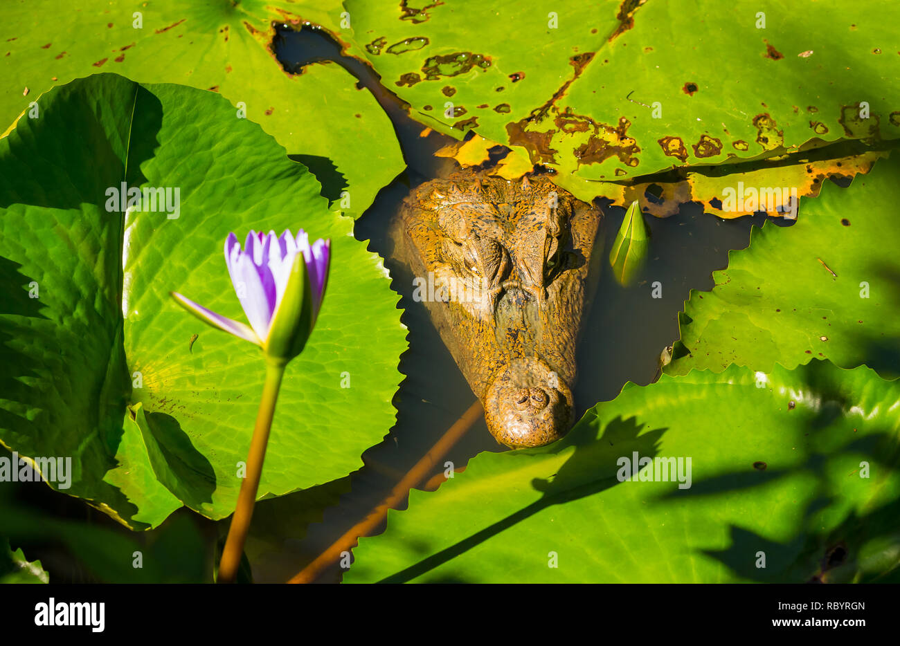 Caimano crocodilus crocodilus. Caimano sotto l'acqua in habitat naturale in Tobago, West Indies. La testa e gli occhi sono al di sopra della superficie dell'acqua Foto Stock