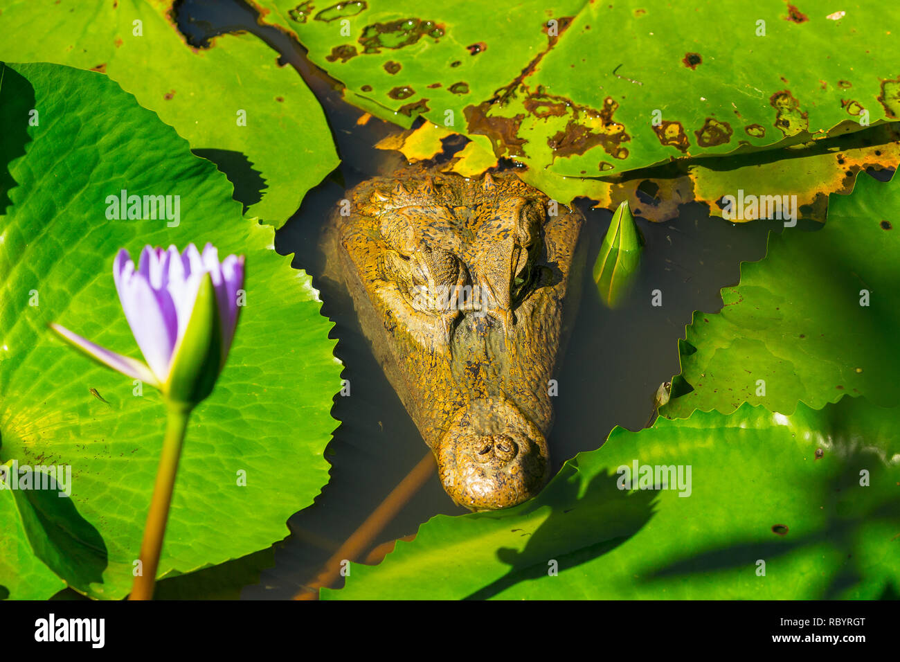 Caimano crocodilus crocodilus. Caimano sotto l'acqua in habitat naturale in Tobago, West Indies. La testa e gli occhi sono al di sopra della superficie dell'acqua Foto Stock