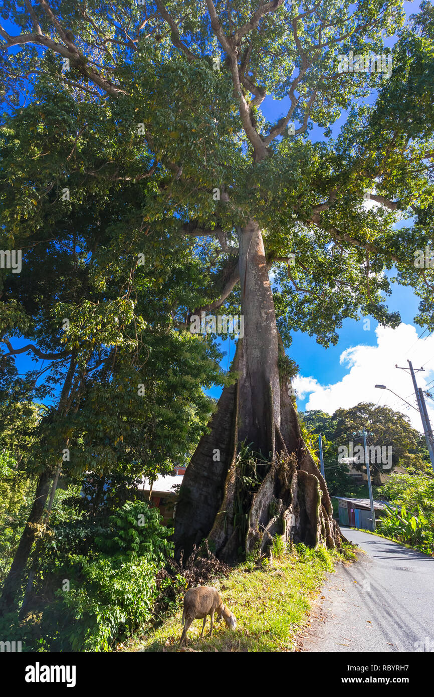 Tobago, West Indies, dei Caraibi. Il Gigante Silk Cotton Tree è il più antico e il più alto albero a Tobago e ha una storia leggendaria circa Gang Sarah Foto Stock