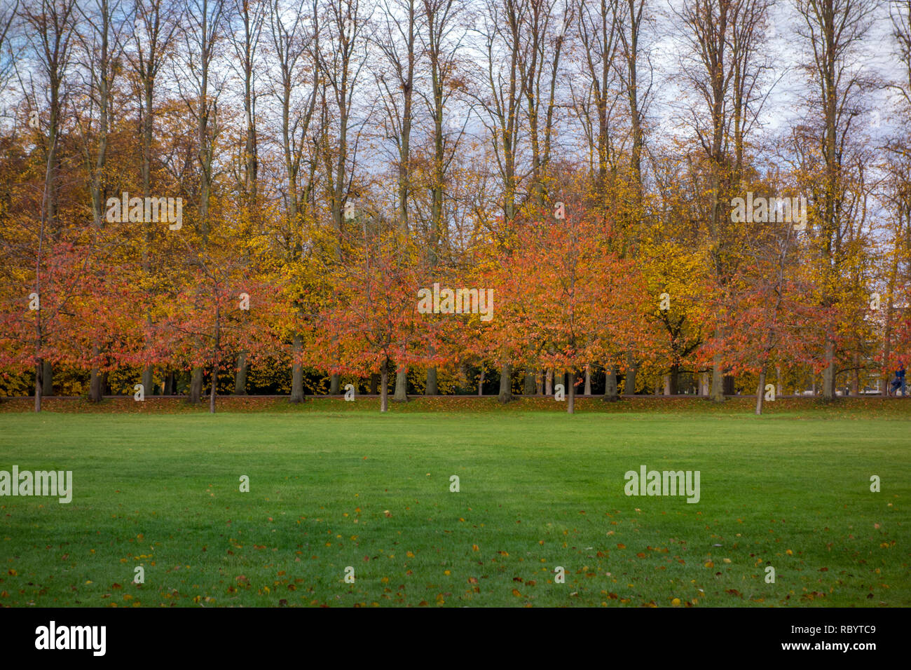 In autunno gli alberi in Cambridge, Regno Unito Foto Stock