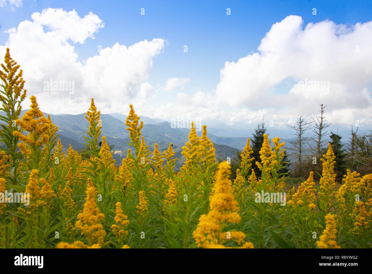 Oro fiori selvatici in primo piano di un bellissimo paesaggio di montagna sul Round calvo in Stefano altipiani della Carolina del Nord Foto Stock