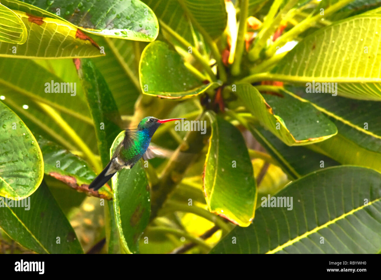 Colibri volando da un albero Foto Stock