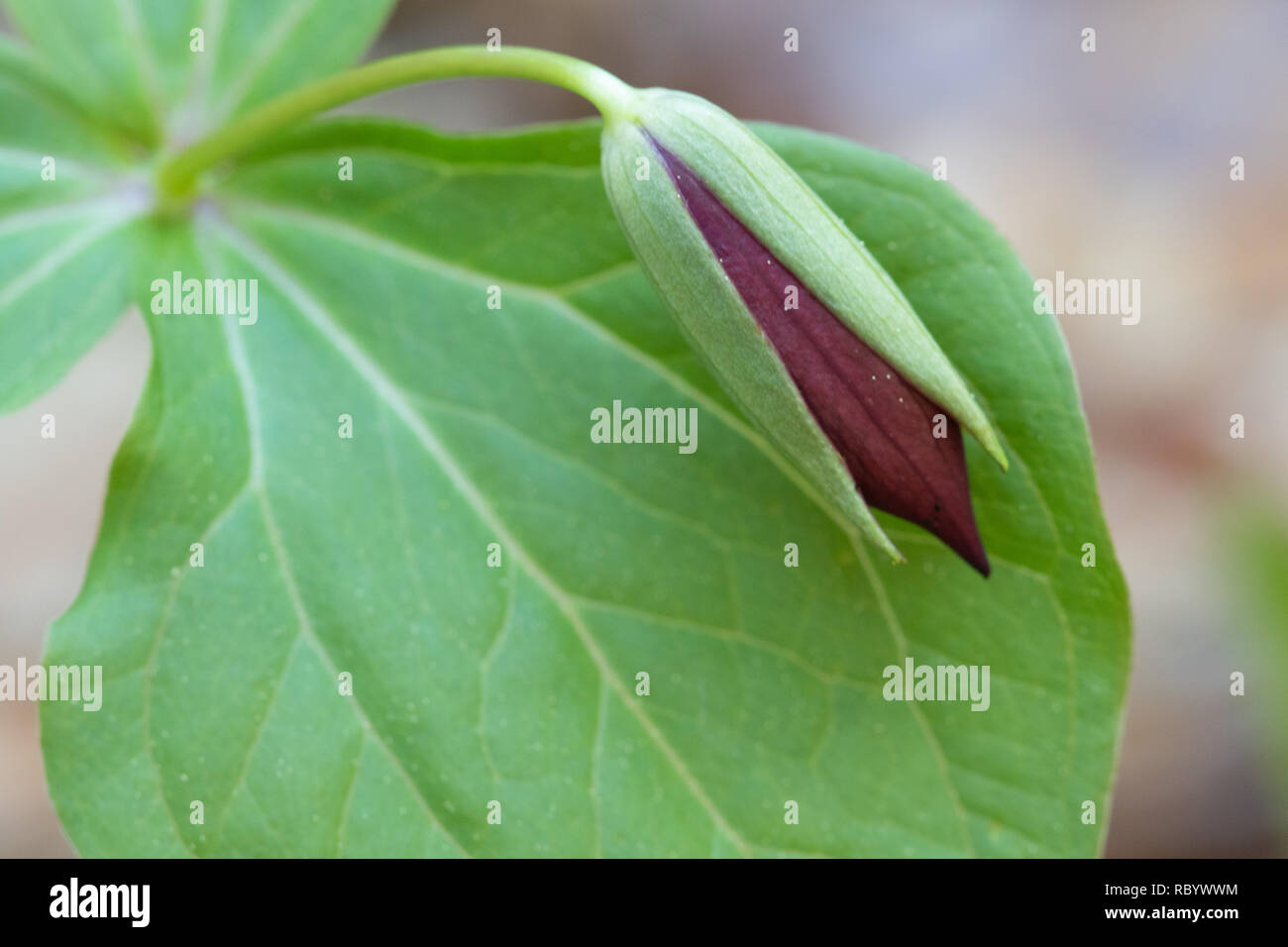 Red Trillium Bud Foto Stock