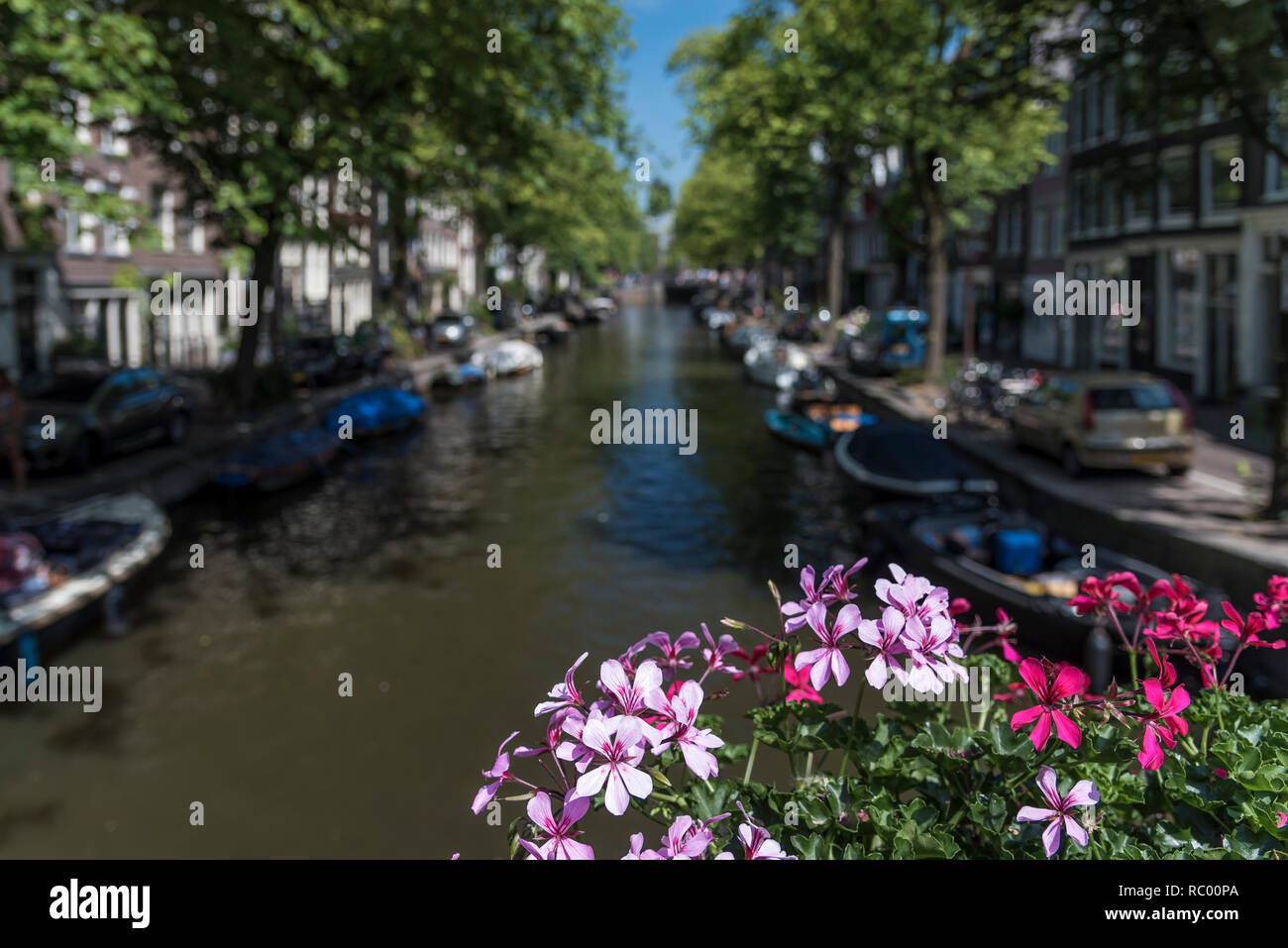 Fiori d'estate che si affaccia sul canale nella capitale olandese di Amsterdam Foto Stock