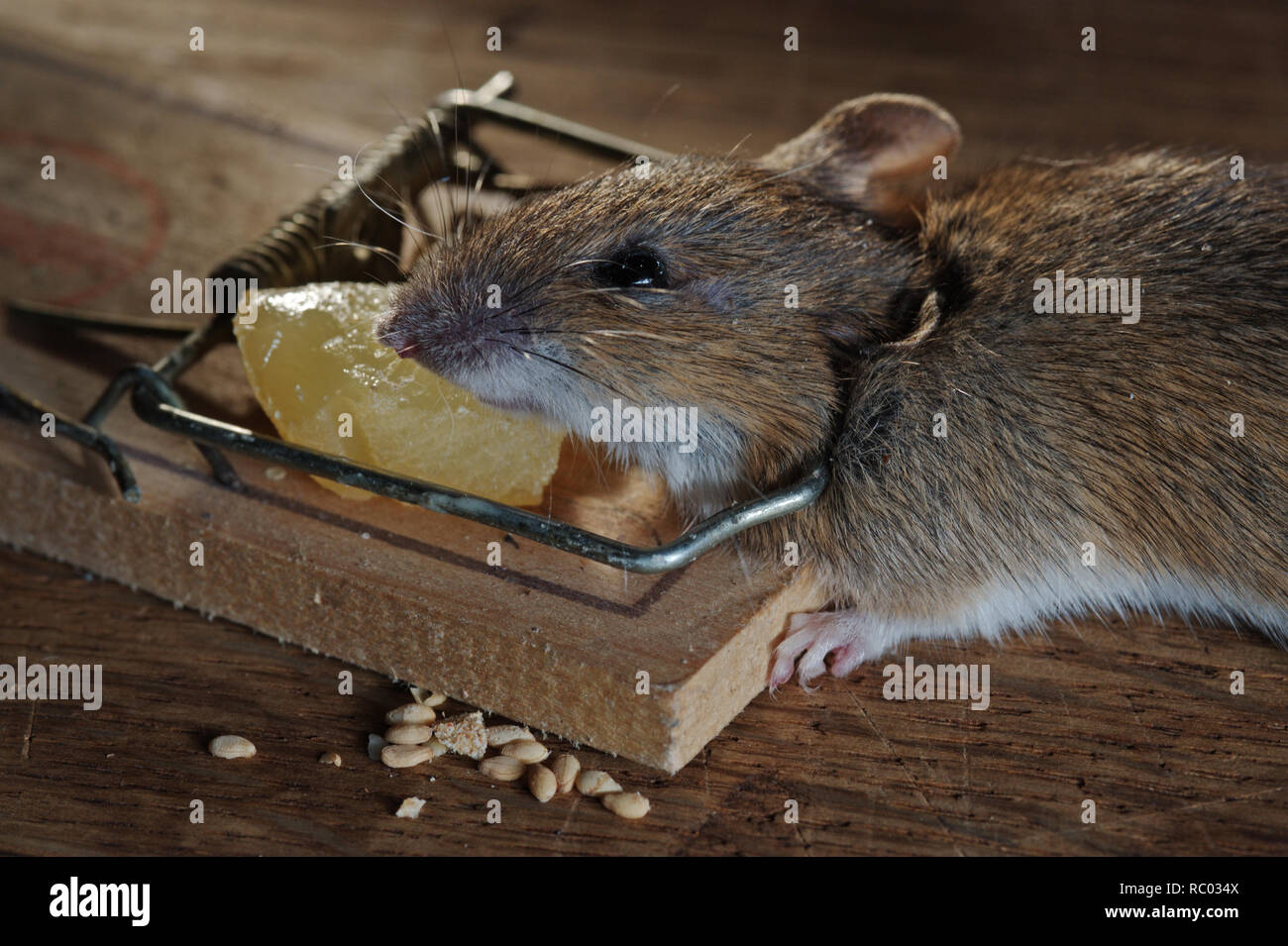 Maus in der Mausefalle gefangen | mouse catturati in una trappola del mouse Foto Stock