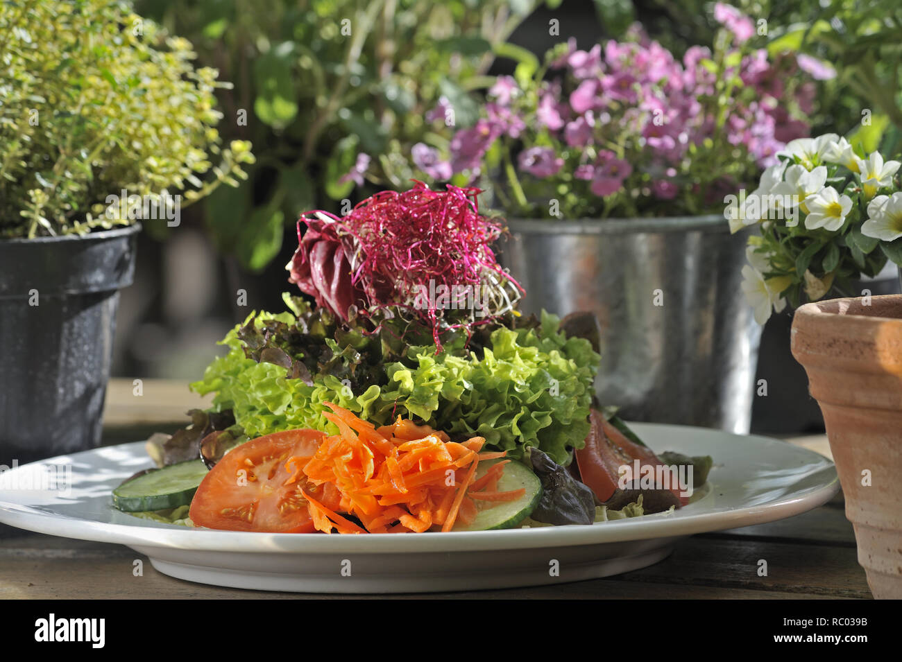 Frischer Frügjahrssalat bunter und frische Kräuter | colorfull fresca insalata ed erbe fresche Foto Stock