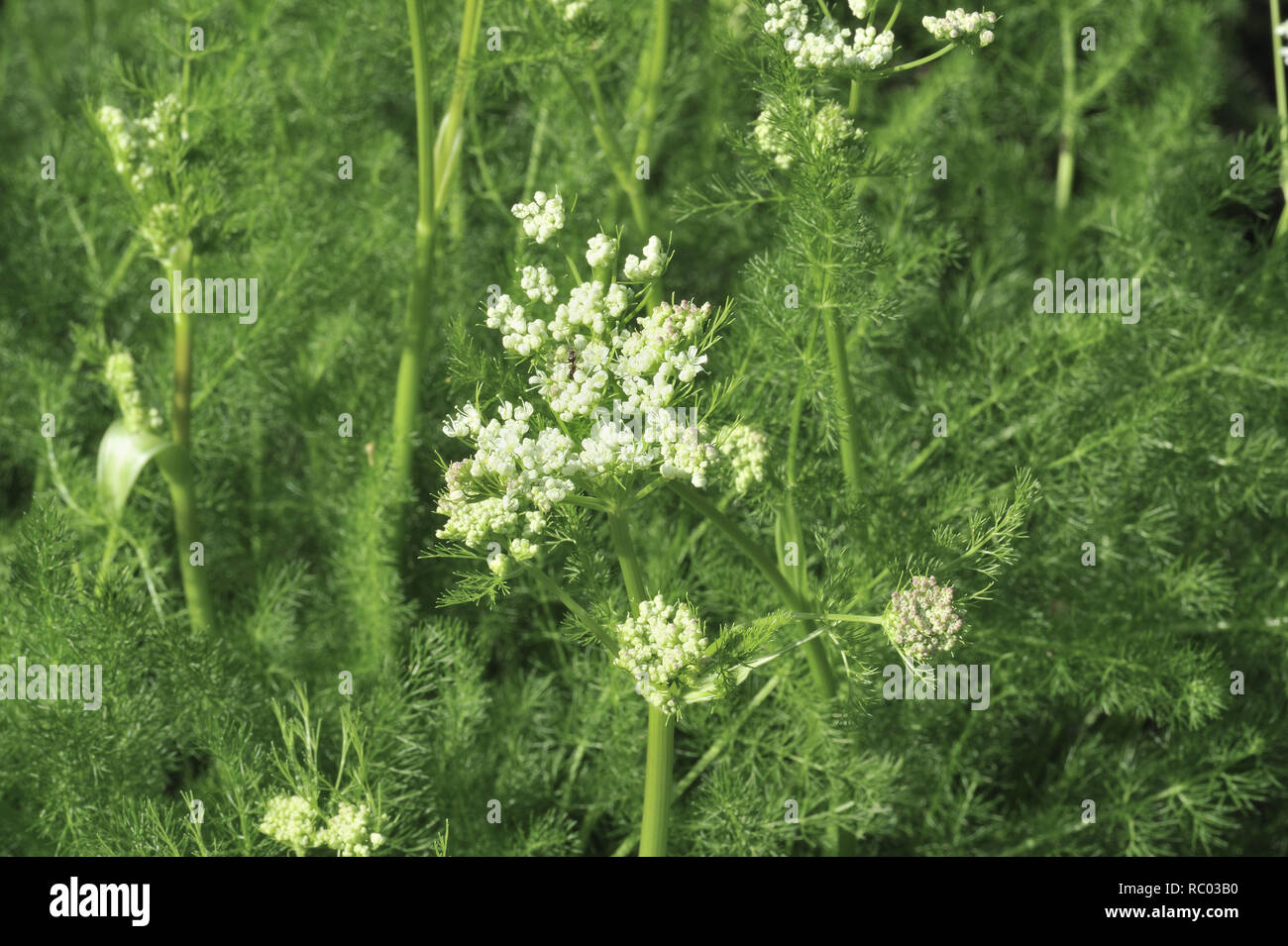 Bärwurz, Meum athamanticum, in der Blüte | Meum athamanticum, Baldmoney Foto Stock