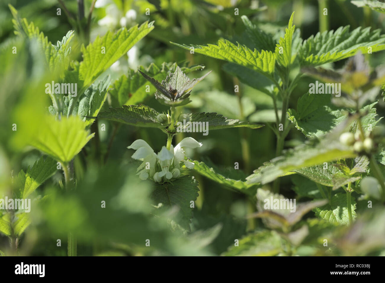 Weiße Taubnessel, Laminium album, Bienensaug, Blumennnessel, Tote Nessel, Kuckucksnesseö | album Laminium Foto Stock