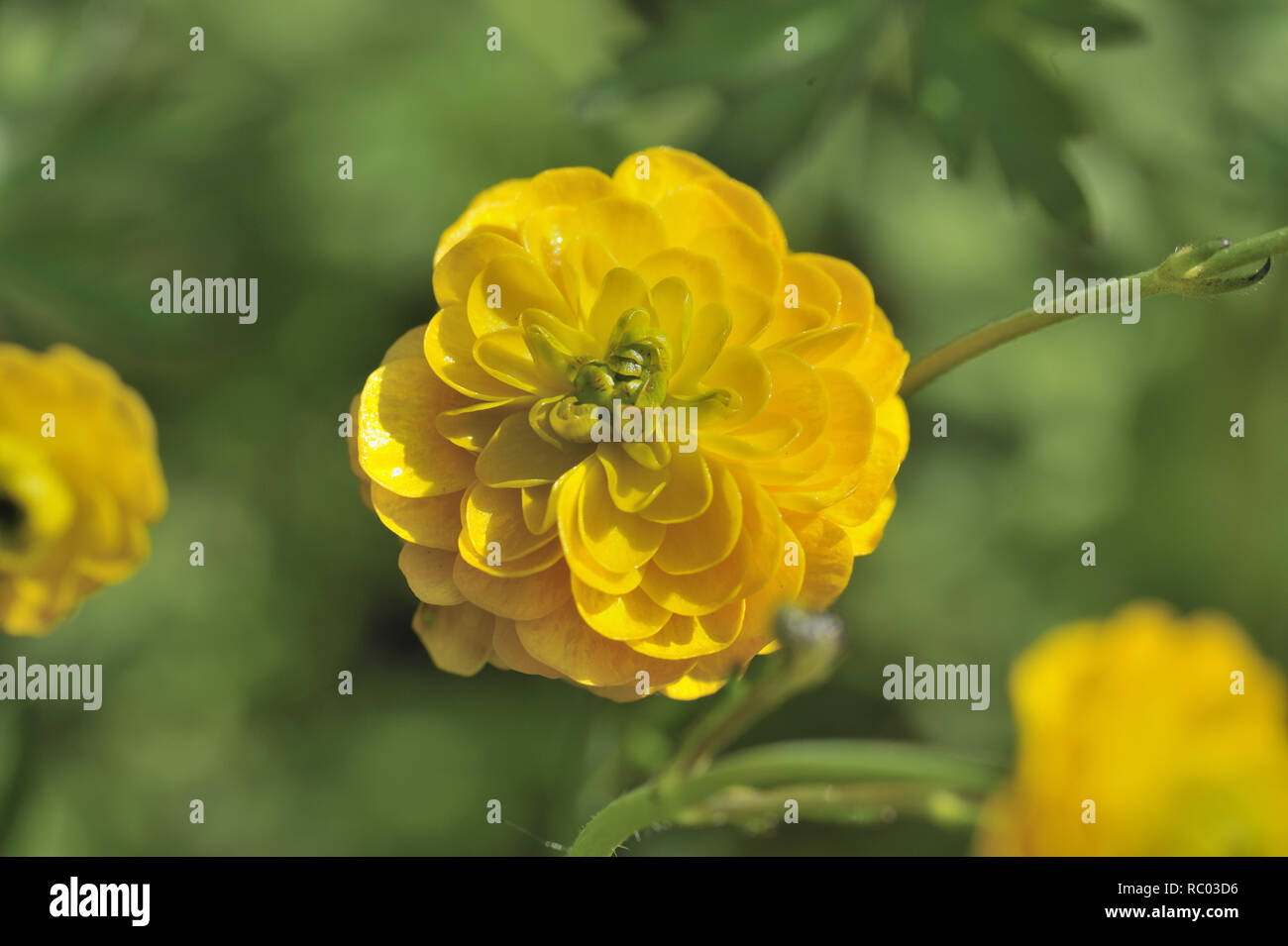 Gefülltblühende Hahnenfuß Scharfe, Ranunculus acris multiplexing, Butterblume, Brennkraut, gichtkraut, Gilberich, Hahnentritt, Schmalzblume | Ranunculus Foto Stock