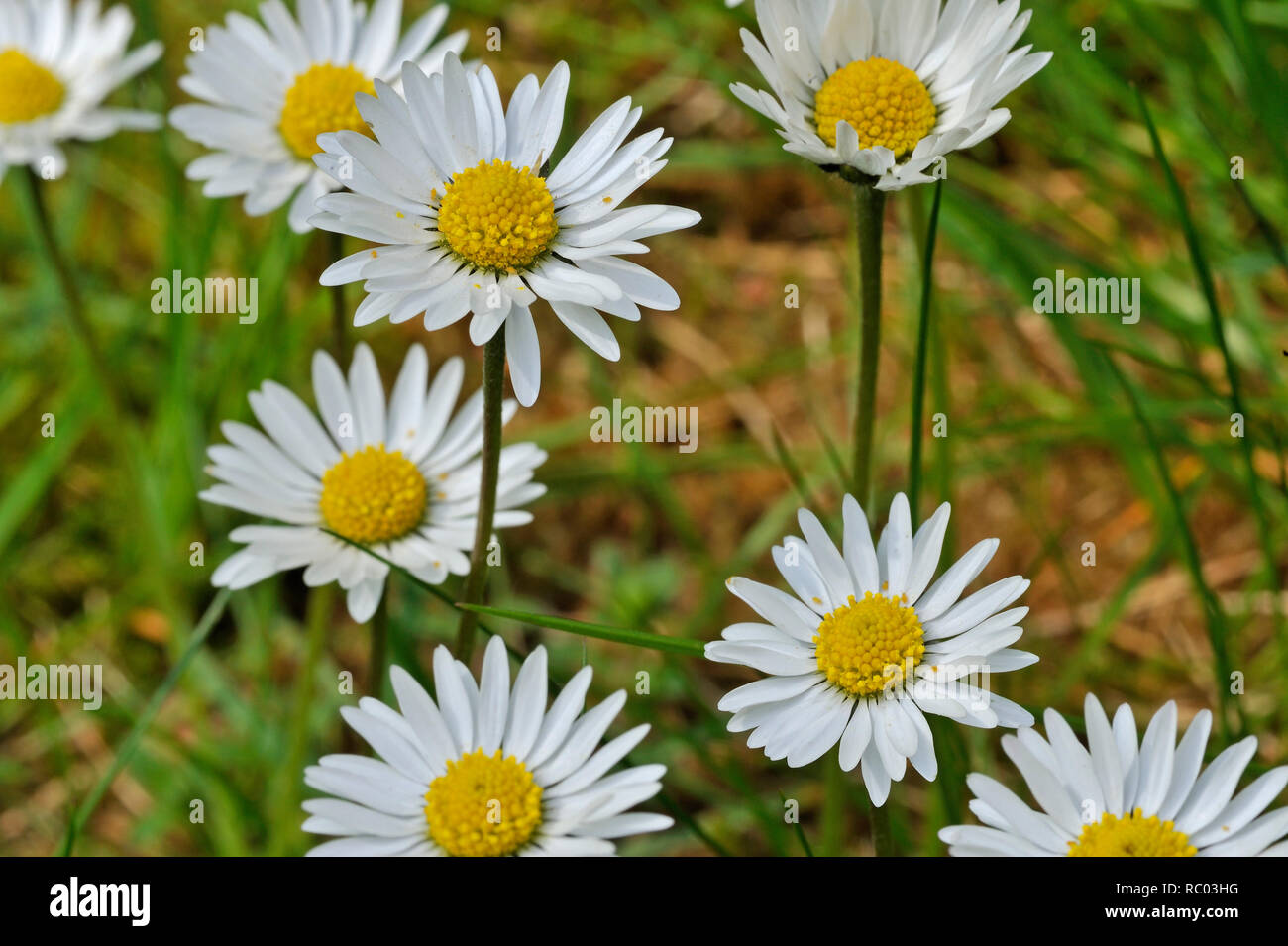 Gänseblümchen, Bellis peremus, Tausendschön, Maßliebchen | Bellis peremus Foto Stock