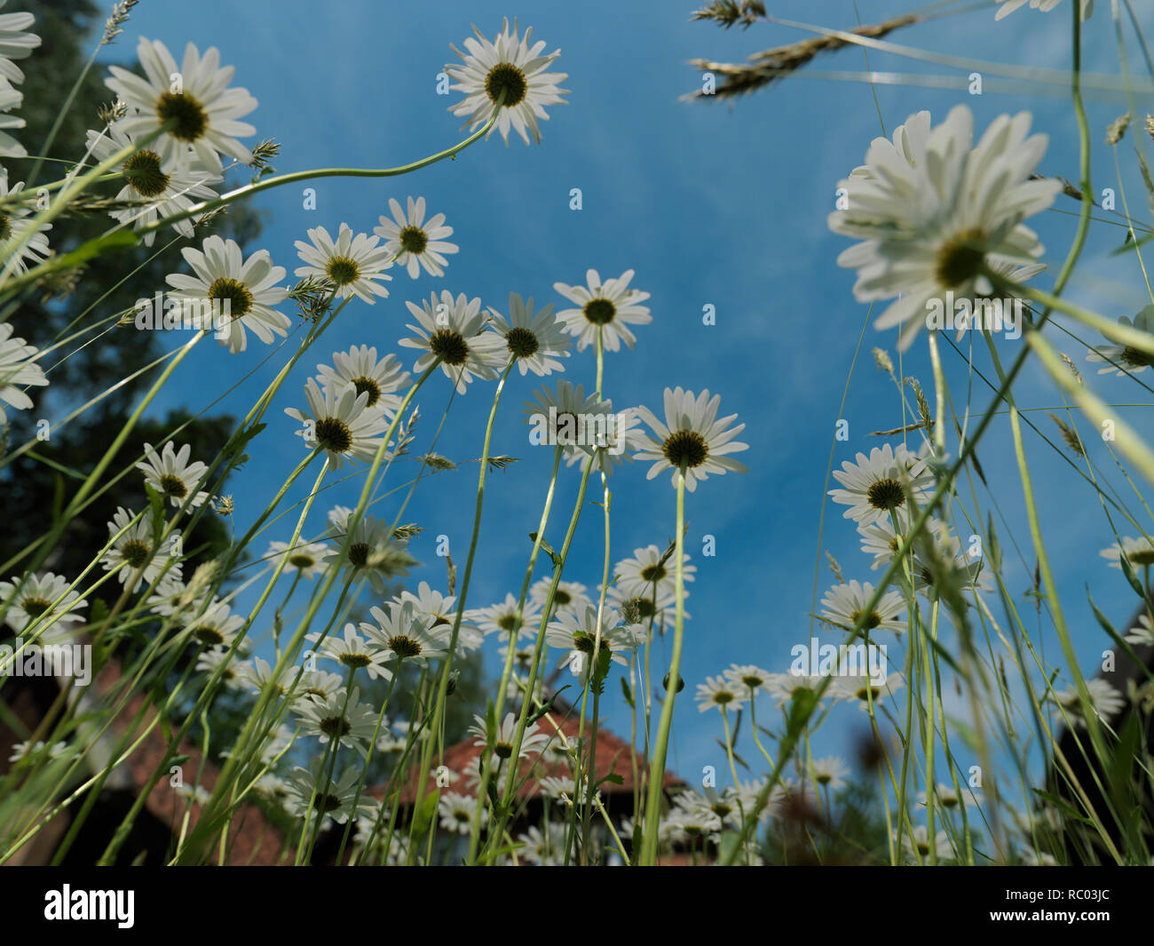Margeriten Foto Stock