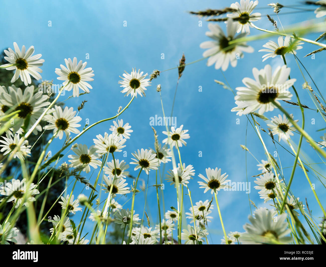 Margeriten Foto Stock