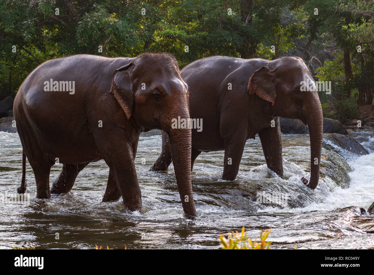 Elephant bagno a Tad Lo cade, Bolaven Plateau, Laos Foto Stock