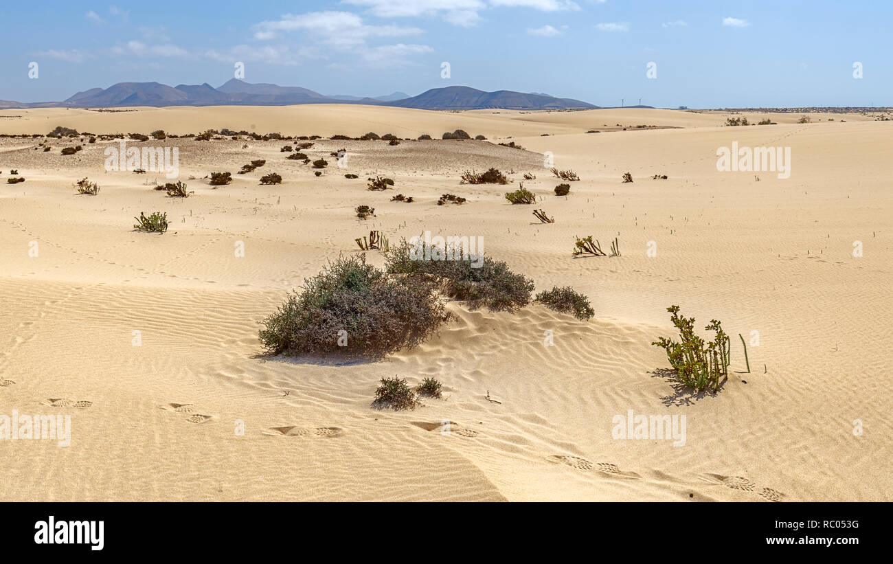 Dune di Corralejo Fuerteventura Isole Canarie Foto Stock