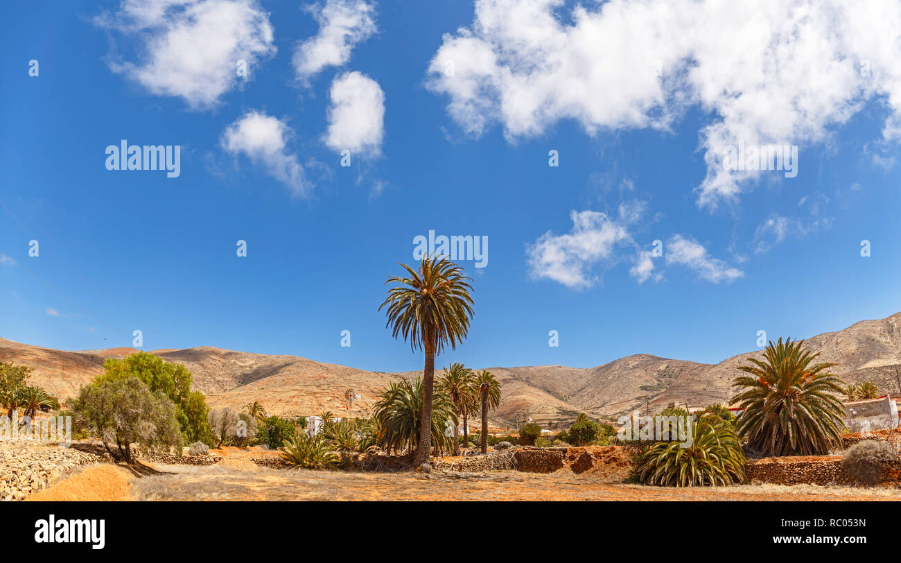 Le palme in un paesaggio desertico in Fuerteventura Isole Canarie Foto Stock