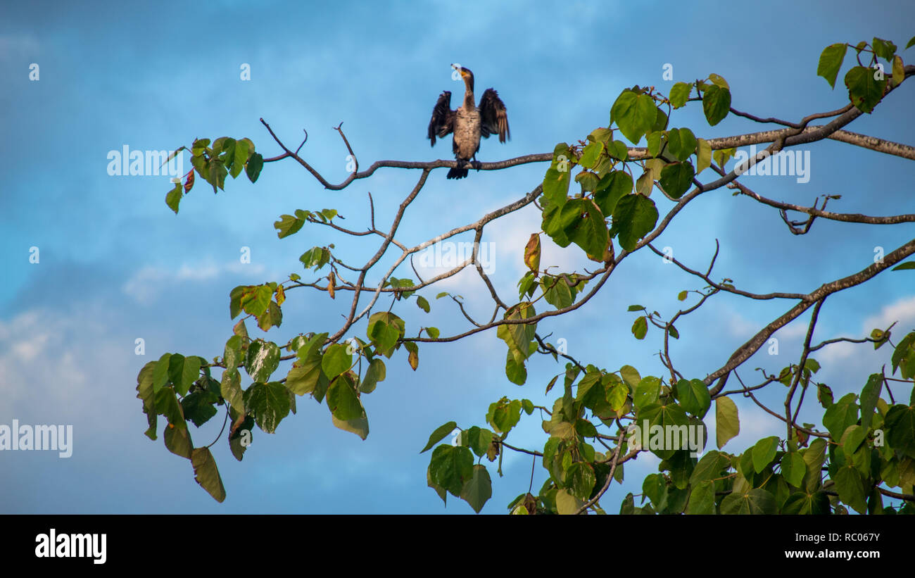 La foto di un cormorano per prendere il sole in appoggio alla tettoia di un albero in Jaco, Costa Rica Foto Stock