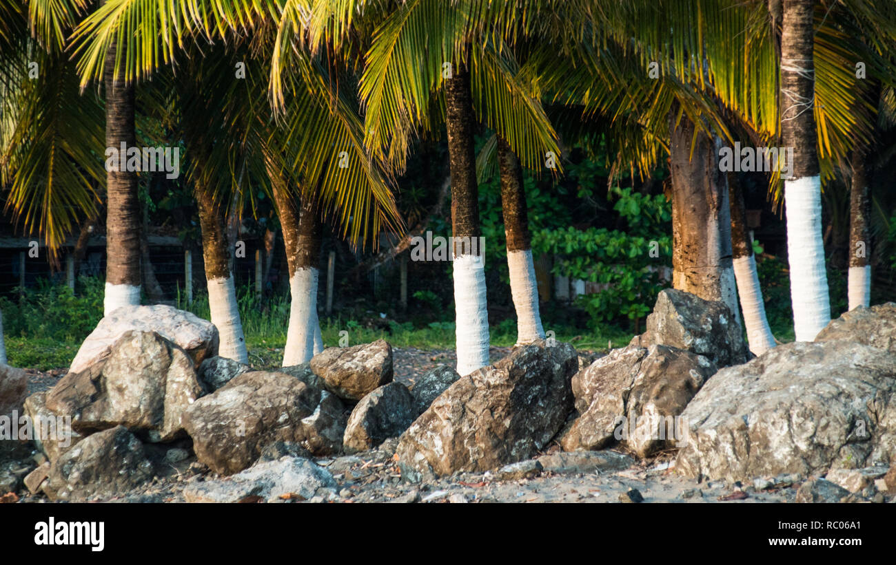 Una foto di alcuni splendidi palm tronchi dipinti di bianco Foto Stock