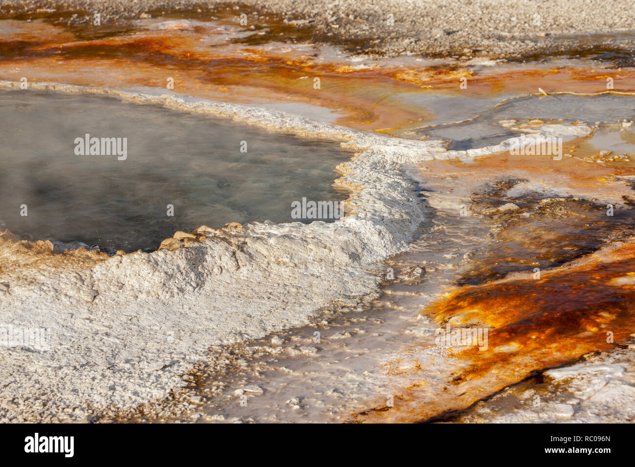 Orecchio molla nel Parco Nazionale di Yellowstone, Wyoming USA Foto Stock