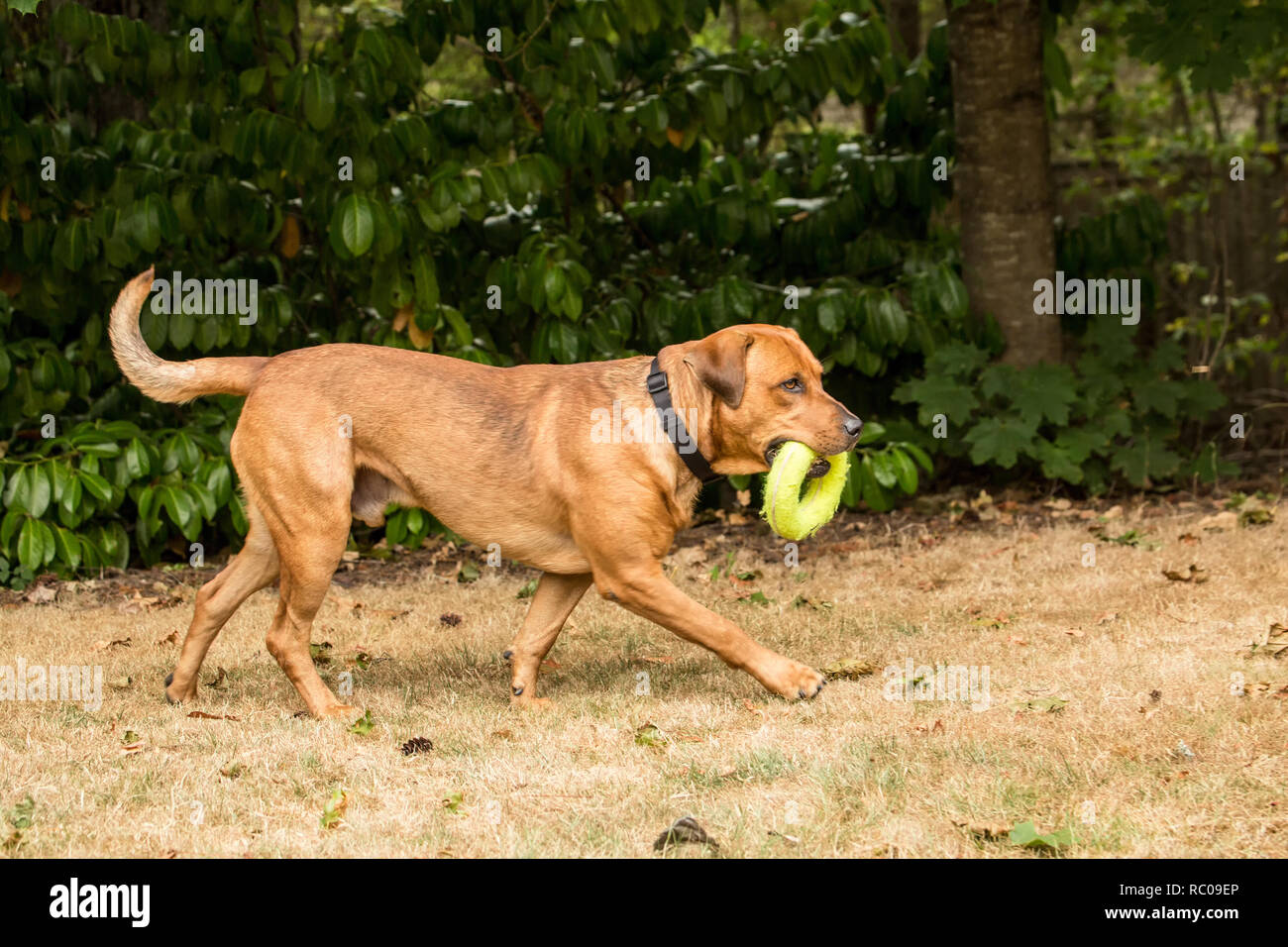 Issaquah, Washington, Stati Uniti d'America. Redfox Labrador 'Mitchell' in esecuzione con un anello giocattolo in bocca. (PR) Foto Stock