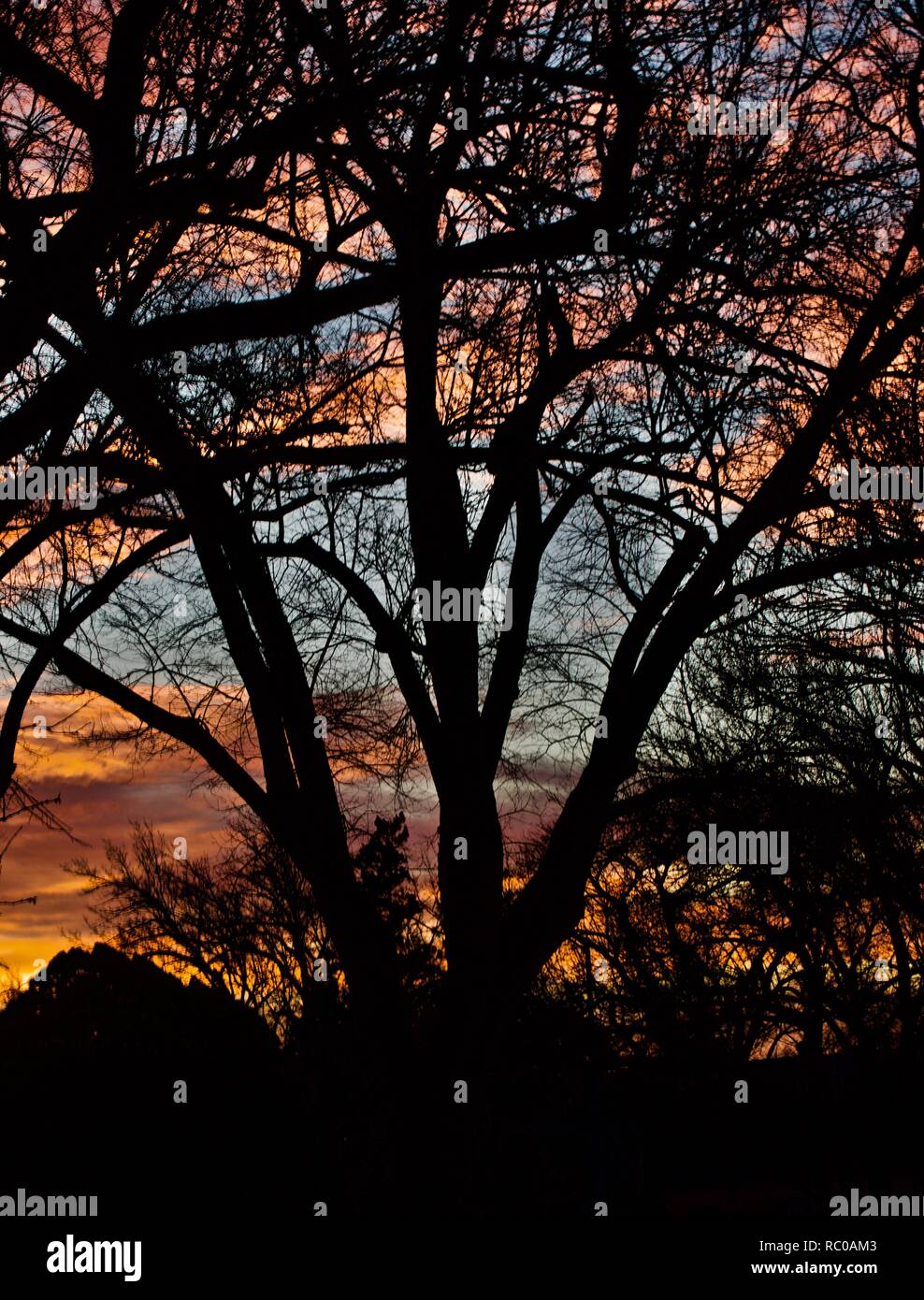 Inverno alberi nel Sunrise Foto Stock