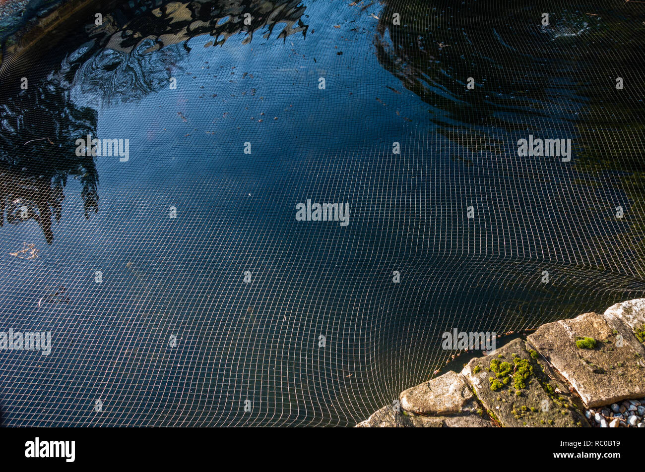 Primo piano della rete proteggendo il pesce in un laghetto in giardino presso una casa in Sheffield South Yorkshire. Foto Stock