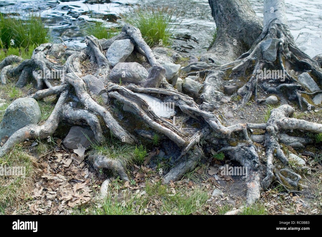 Twisted radici di albero in prossimità di acqua Foto Stock