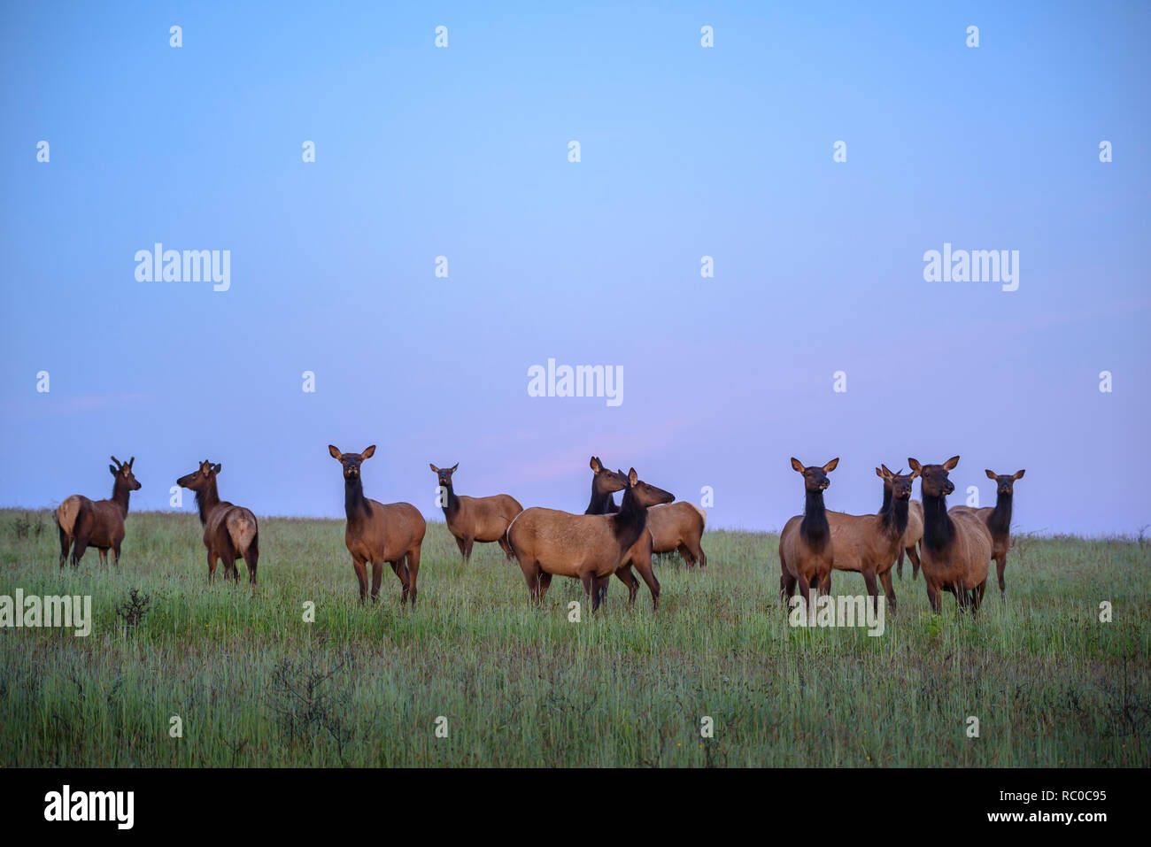 Roosevelt Elk nella prateria a Bald Hills Road, Redwoods nazionali e i parchi statali della California. Foto Stock