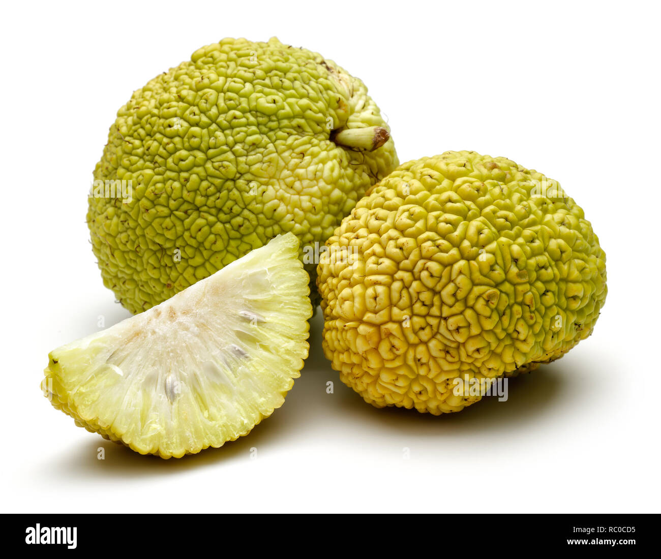 Affettato osage arance o Maclura isolati su sfondo bianco Foto Stock