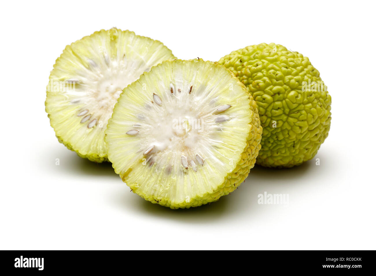 Affettato osage arance o Maclura isolati su sfondo bianco Foto Stock