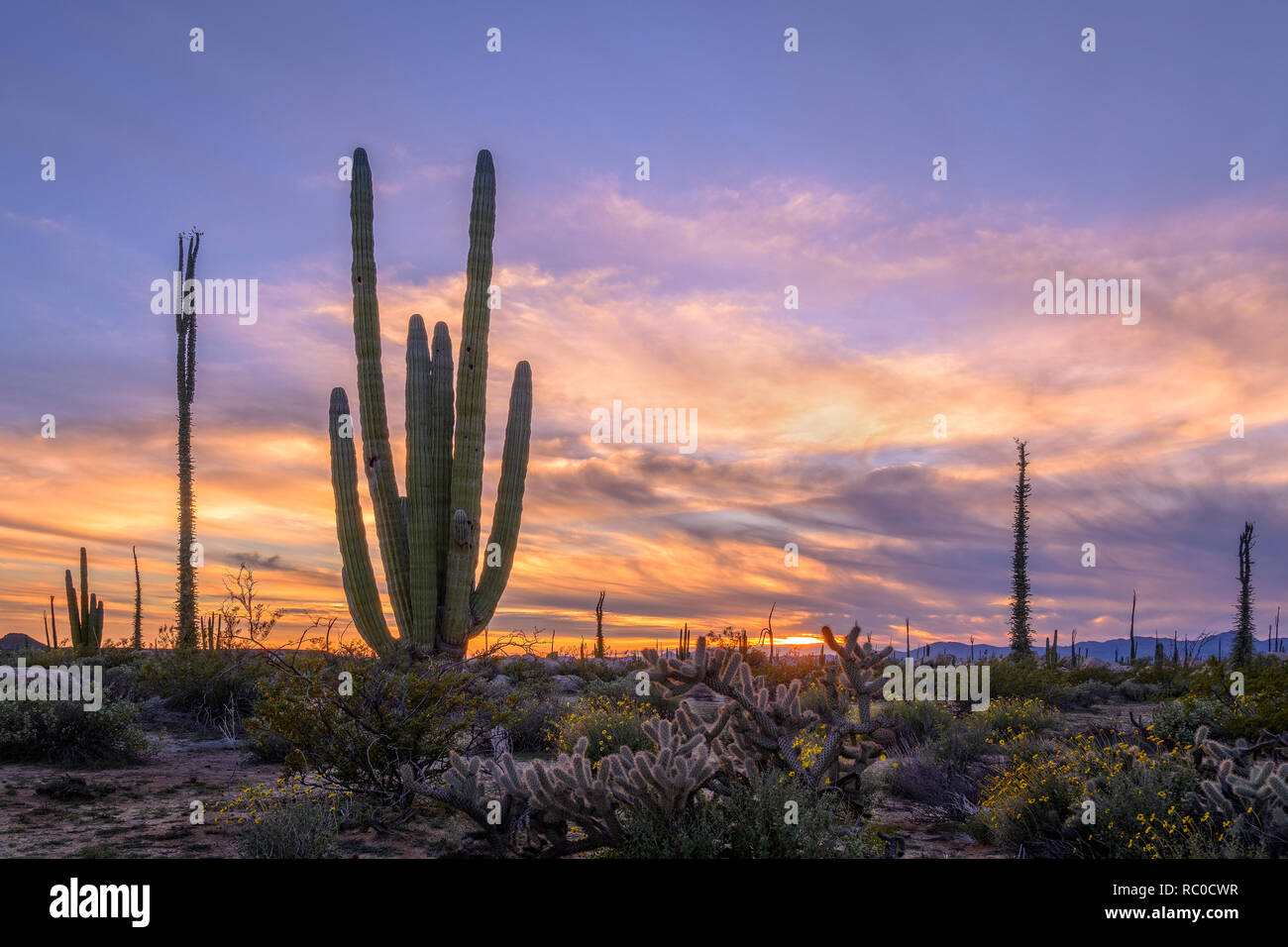 Cactus cardón e Boojum alberi vicino Cataviña in Valle de Cirios, Baja California, Messico. Foto Stock