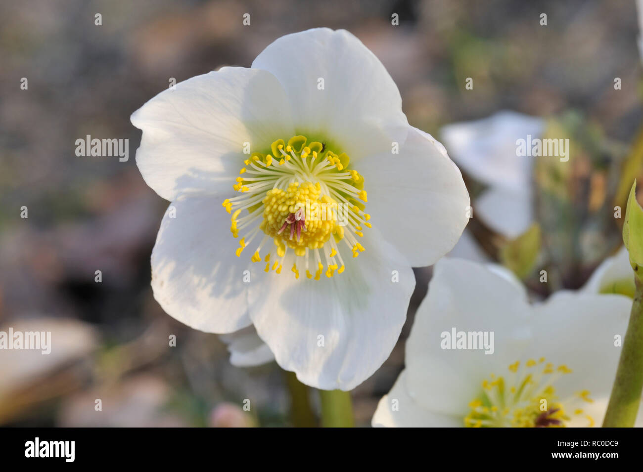 Christrose, Helleborus niger | Helleborus niger rosa di natale Foto Stock