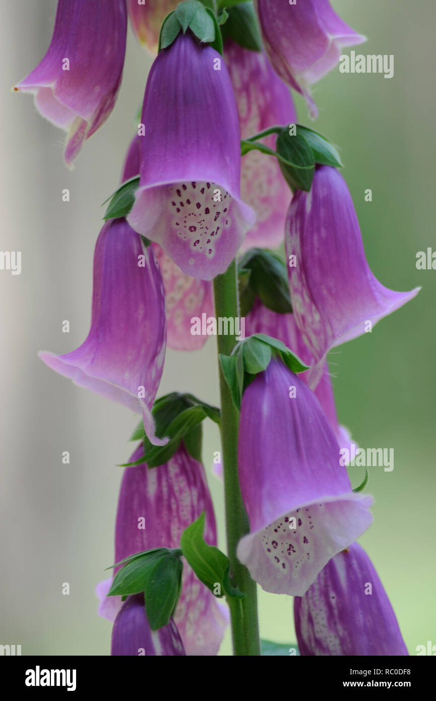 Roter Fingerhut - Digitalis purpurea | viola foxglove - Digitalis purpurea Foto Stock