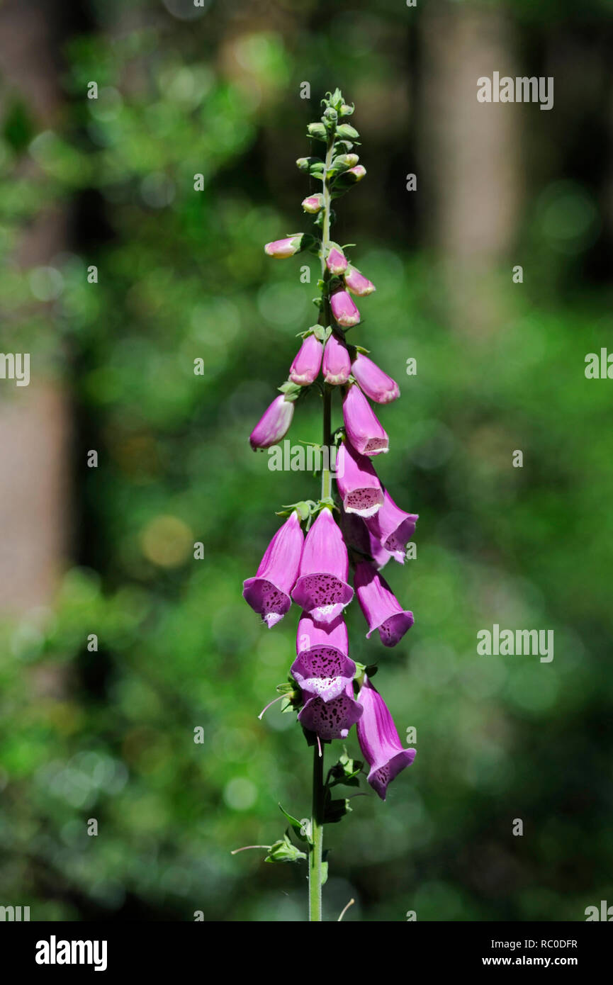 Roter Fingerhut - Digitalis purpurea | viola foxglove - Digitalis purpurea Foto Stock