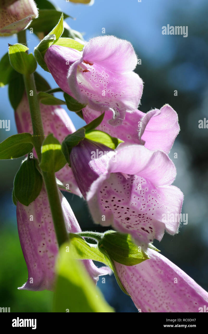 Roter Fingerhut - Digitalis purpurea | viola foxglove - Digitalis purpurea Foto Stock